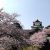 金沢の桜、最高の見頃！