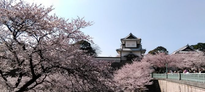 金沢の桜、最高の見頃！