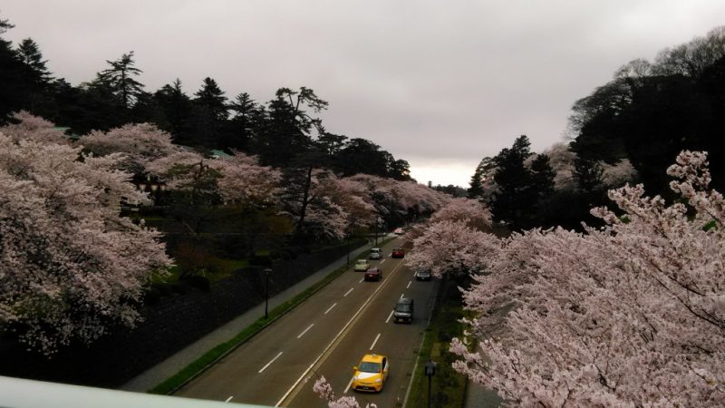 金沢兼六園金沢城の桜