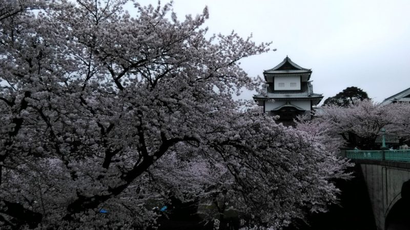 金沢兼六園金沢城の桜