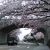 金沢城石川門の桜、満開です！