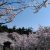 今日は晴れ！…金沢の桜
