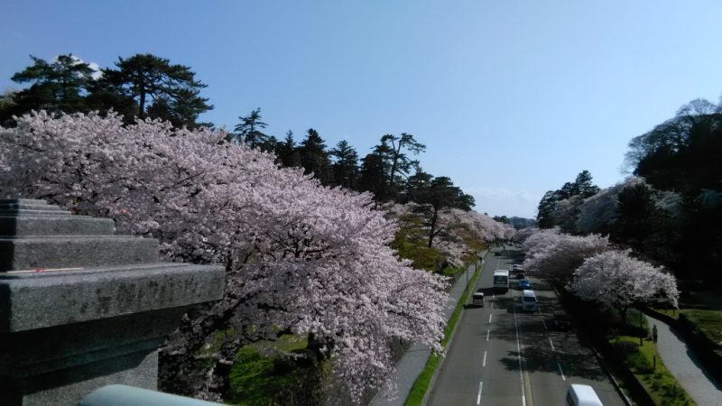 金沢桜、晴れ2017
