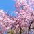 枝垂れ桜と始まる、新しい「古民芸みや」のお店