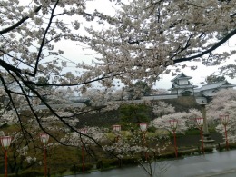 金沢城桜満開