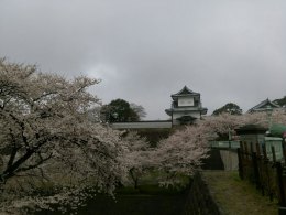 金沢城桜