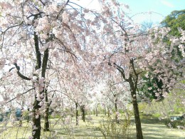 金沢桜